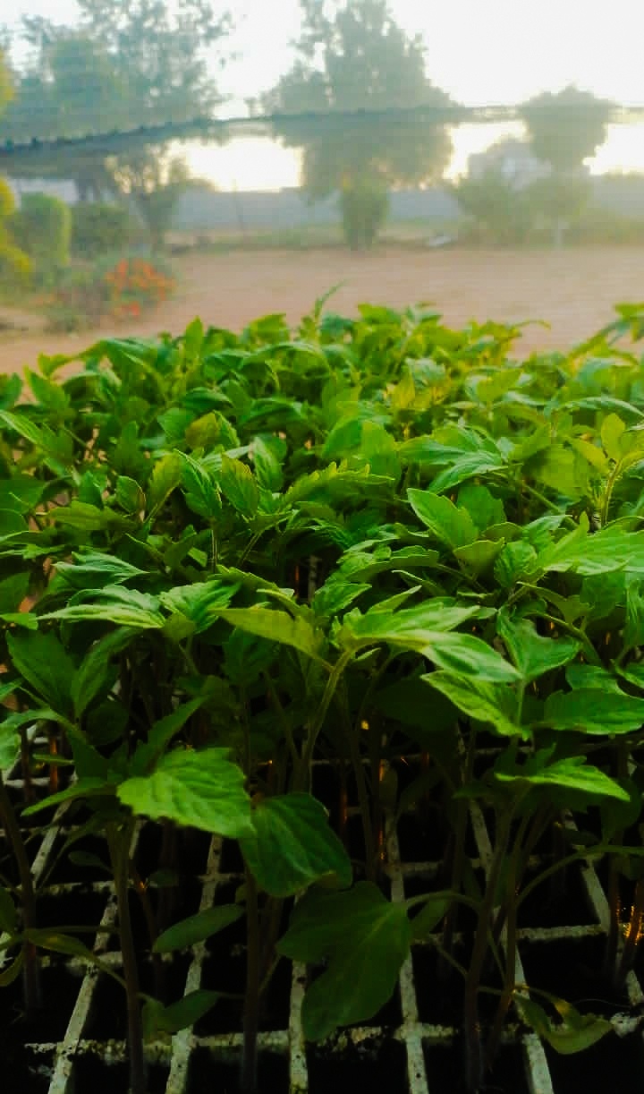 Choosing seeds for kitchen garden